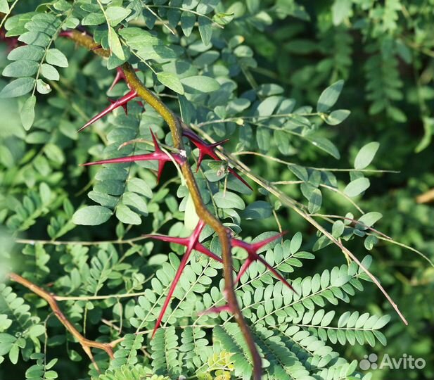 Гледичия невооруженная и трехколючковая, семена