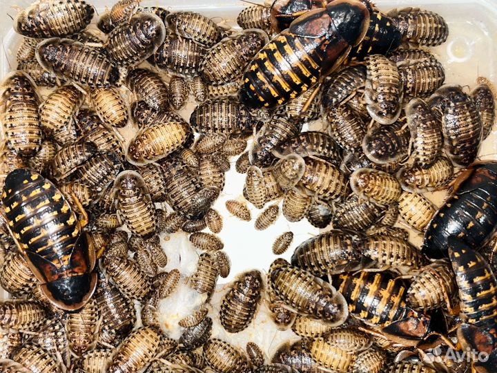 Аргентинский таракан Блаптика Дубия