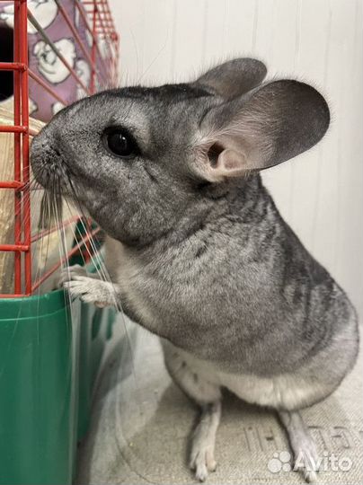 Шиншиллёнок