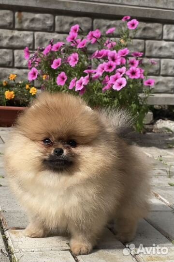 Шпиц мальчик щенок