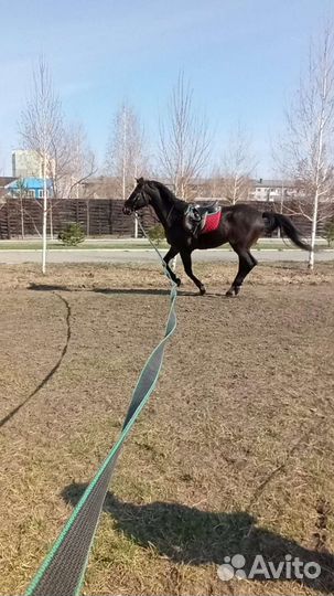 Продаются лошади и пони, Пони клуб, верховая езда