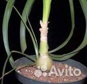 Лук индийский лечебный 5-летний