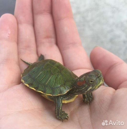 Красноухие черепахи 2шт
