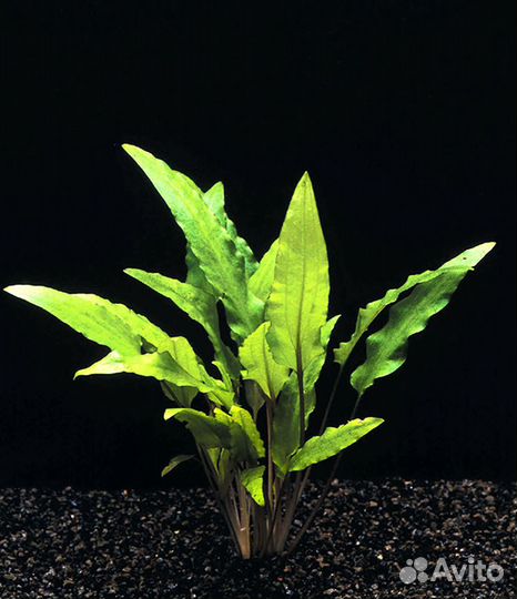 Аквариумные растения