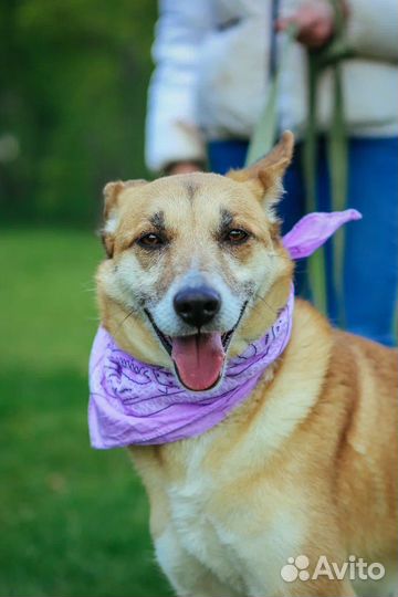 Собака из приюта в добрые руки