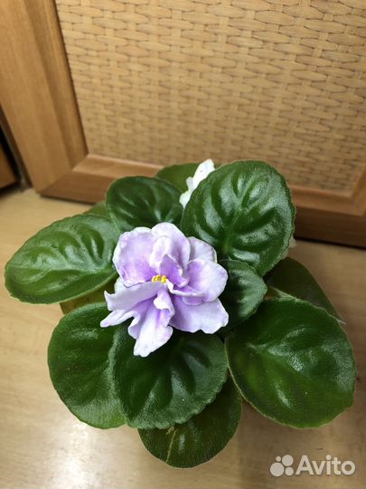 Сортовые фиалки цветущие