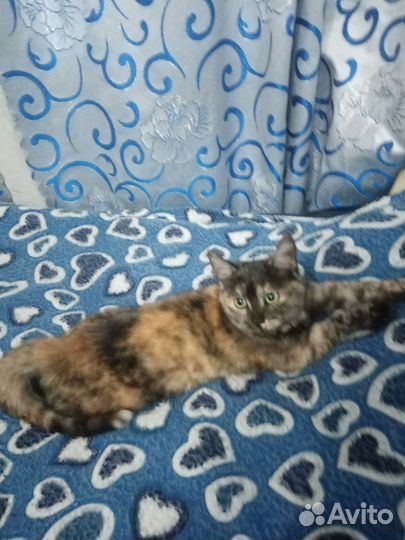 Кошка в дар бесплатно