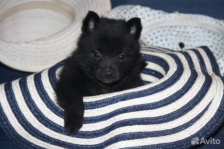 Схипперке (шипперке) щенки