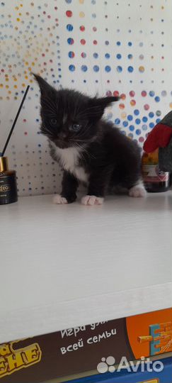 Котята мейн-кун