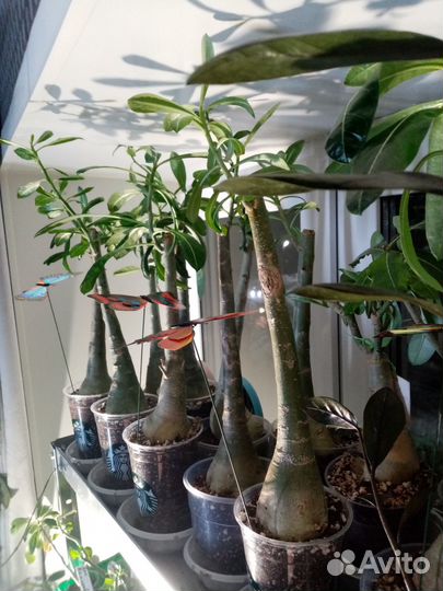 Цветы для дома Адениумы