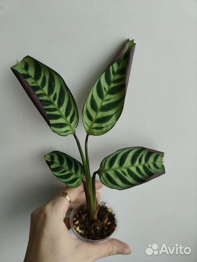 Пеперомия сингониум пилея ктенанта