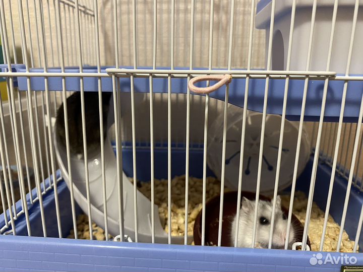 Хомяки джунгарики с новой клеткой