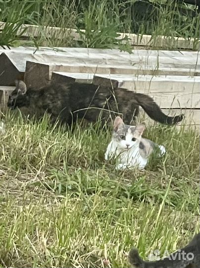 Трехцветная девочка бесплатно в добрые руки