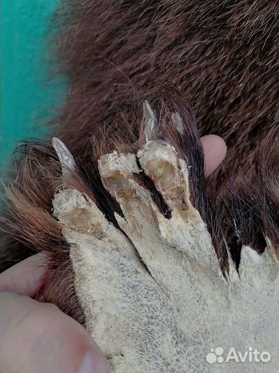 Шкура медведя имитация