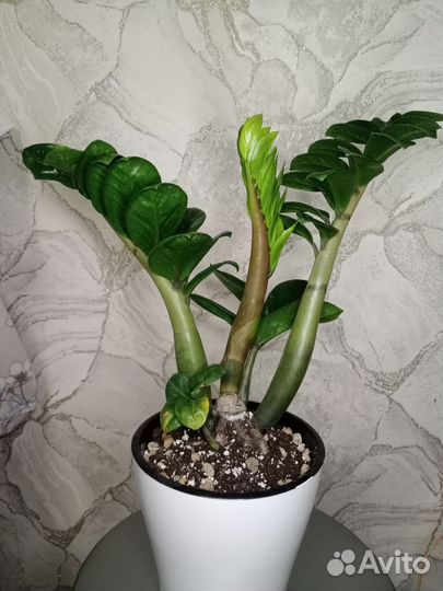 Замиокулькас зензи