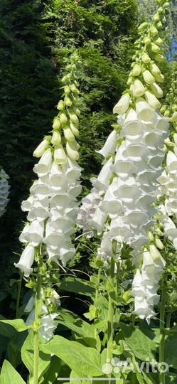 Садовые растения