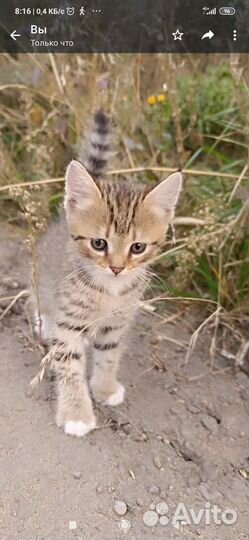 Кошки в добрые руки бесплатно