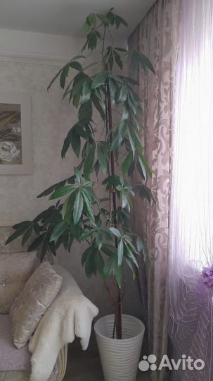 Пахира акватика