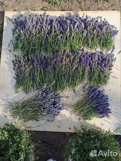 Лаванда сухоцвет
