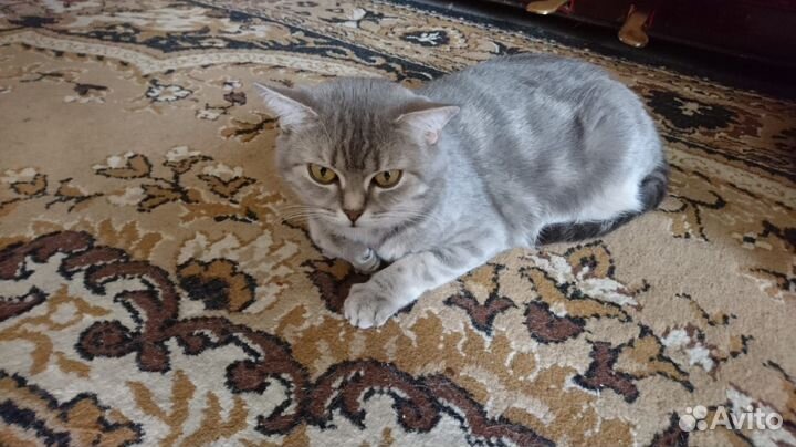 Кошка британская в дар