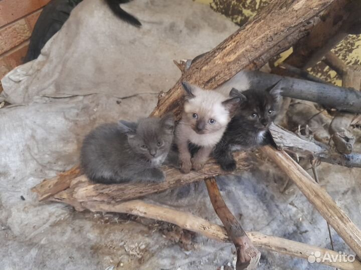 Отдам бесплатно