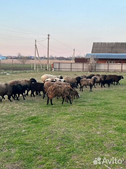 Овцы,Ягнята,Баран