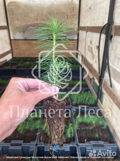 Сеянцы зкс посадочный материал сосна