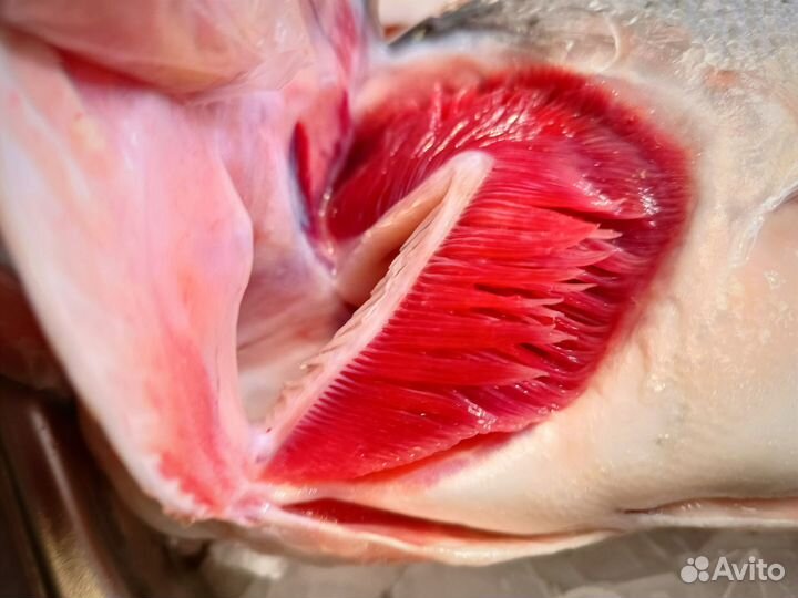 Форель морская охлажденная