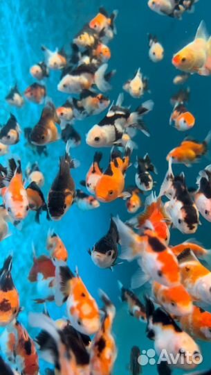 Оранда триколор/панда