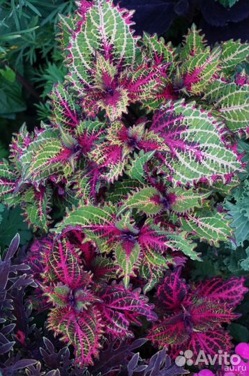 Колеусы сортовые