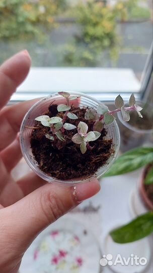 Каллизия Розовая пантера