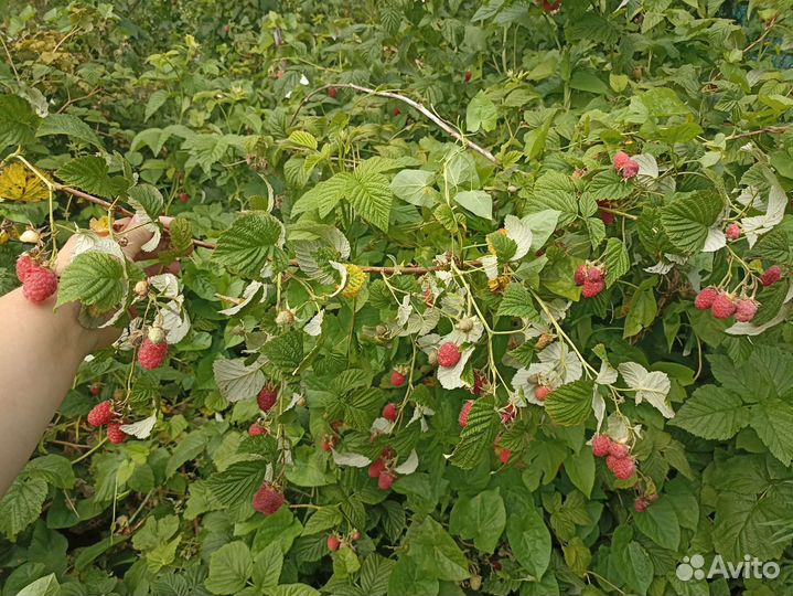 Саженцы малины