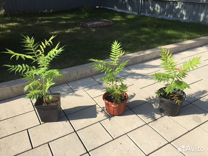 Рябинник рябинолистный