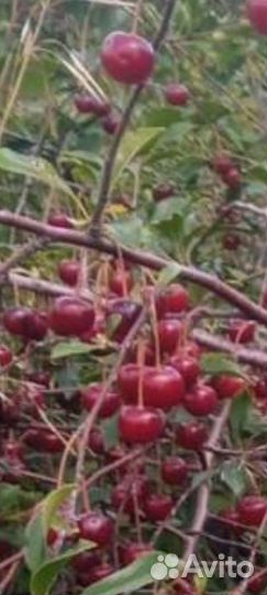 Саженцы плодово-ягодных культур