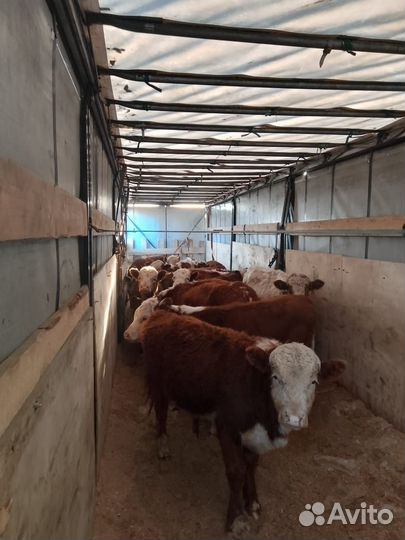 Телки герифорды от 8 месяцев