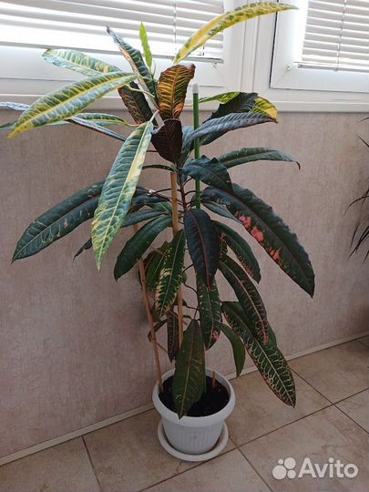 Комнатные цветы кротон, драцена