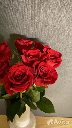 Розы Эквадор