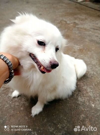 Немецкий шпиц девочка