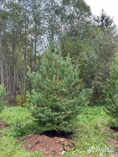 Ели и сосны 2,5 метра