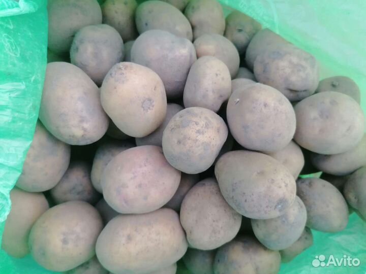 Семенной картофель