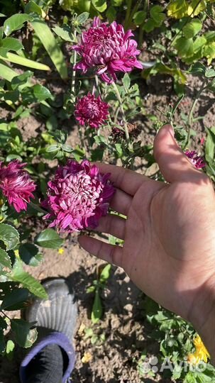 Хризантема