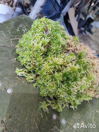 Мох сфагнум, магелланский