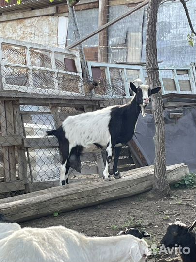 Козы дойные