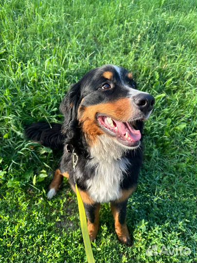 Бернский зенненхунд