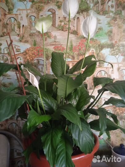 Спатифиллум