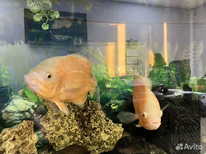 Астронотусы