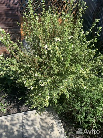 Лапчатка белая