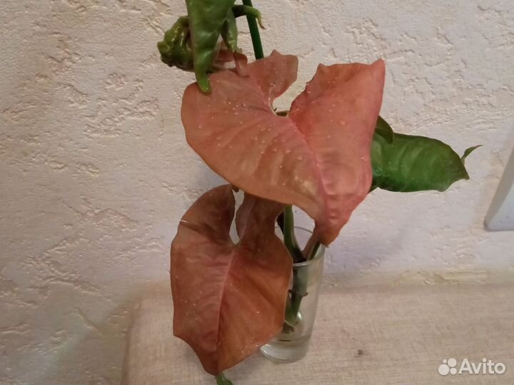 Сциндапсус мраморное яблоко, монстера манки, синг