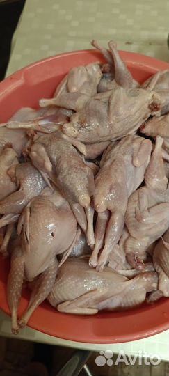 Корм для животных собак кошек кур