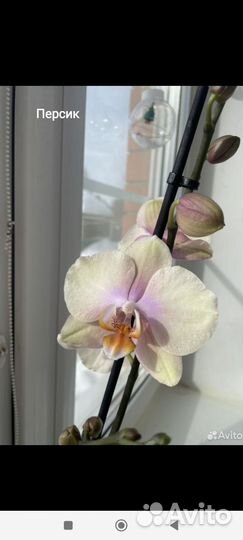 Орхидея фаленопсис